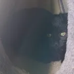 Kot do adopcji, Orzechowce, 28 listopada 2024