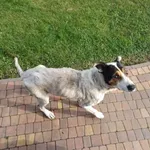 Pies do adopcji, Radom, 3 listopada 2024