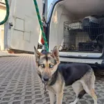 Pies do adopcji, Radom, 27 października 2024