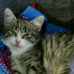 Znaleziono kota, Wałbrzych, 17 listopada 2024