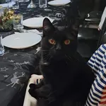 Zaginął kot, Łódź, 29 listopada 2024