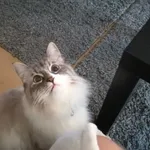 Zaginął kot, Łódź, 29 listopada 2024