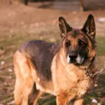 Hobo - wspaniały ONek szuka domu tymczasowego lub stałego!