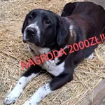 Zaginął pies, Śleszyn, 4 grudnia 2024