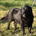 Pies do adopcji, Ropczyce, 2 grudnia 2024