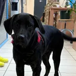 PIES ZNALEZIONY 05.12.2024 – W PROCESIE ADOPCYJNYM