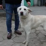 Pies do adopcji, Oborniki, 5 listopada 2024