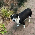 Pies do adopcji, Oborniki, 17 lipca 2024