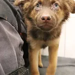 Znaleziono psa, Łódź, 5 grudnia 2024