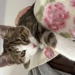 Zaginął kot, Łódź, 5 grudnia 2024