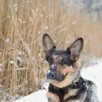 Znaleziono psa, Sosnowiec, 1 grudnia 2024