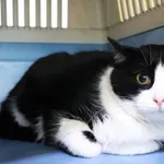 Znaleziono kota, Łódź, 5 grudnia 2024