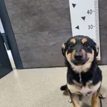 Pies do adopcji, Chełmek, 15 listopada 2024