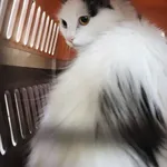 Znaleziono kota, Łódź, 5 grudnia 2024