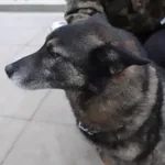 PIES Z INTERWENCJI 06.12.2024