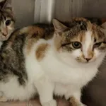 Znaleziono kota, Lublin, 6 grudnia 2024