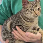 Kot do adopcji, Ropczyce, 6 grudnia 2024