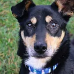 Pies do adopcji, Grudziądz, 19 października 2024