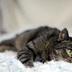 Znaleziono kota, Sosnowiec, 6 grudnia 2024