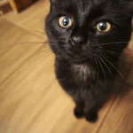 Zaginęła młoda kotka 