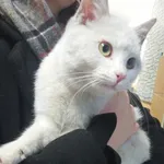 Znaleziono kota, Toruń, 4 grudnia 2024