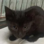 Kocurek poz. 24/828/K