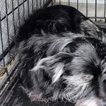 Znaleziono psa, Radom, 8 grudnia 2024