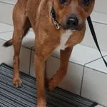 PIES Z INTERWENCJI 07.12.2024