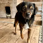 Znaleziono psa, Puławy, 20 listopada 2024