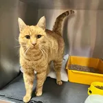 Znaleziono kota- Puławy