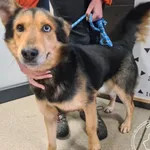 Przyjęty: 2024-12-09 Gmina: Kalwaria Zebrzydowska Płeć: Pies Opis: mieszaniec, czarne-podpalane