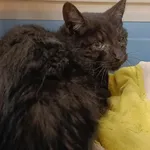 Znaleziono kota, Toruń, 6 grudnia 2024