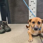 Przyjęty: 2024-12-09 Gmina: Chęciny Płeć: Pies Opis: mieszaniec, brązowe