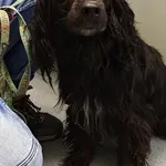 Znaleziono psa, Lublin, 8 grudnia 2024