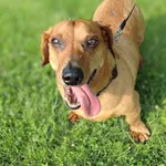 Znaleziono psa, Lublin, 8 grudnia 2024