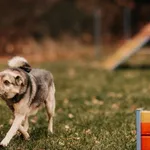 Grzybek 616093902899527