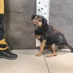 Przyjęty: 2024-12-09 Gmina: Radziechowy Wieprz Płeć: Pies Opis: mieszaniec, czarne-podpalane