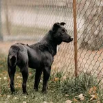 Pies do adopcji, Czartki, 10 grudnia 2024