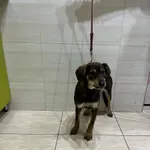 Znaleziono psa, Czartki, 11 grudnia 2024