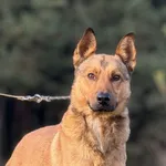 Pies do adopcji, Pieczyska, 11 grudnia 2024