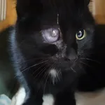 KOT ZNALEZIONY 10.12.2024