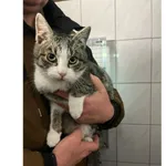 Znaleziono kota, Białystok, 11 grudnia 2024