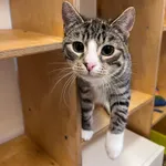 4559/127/24 Ciastek - data przyjęcia - 19.09.2024