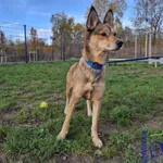 Pies do adopcji, Szczecin, 27 sierpnia 2024