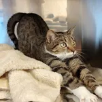 Kot do adopcji, Włocławek, 1 grudnia 2024