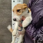 Przyjęty: 2024-12-11 Gmina: Pszczyna Płeć: Suka Opis: mieszaniec, biało - biszkoptowe