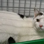 Kot do adopcji, Szczecin, 17 października 2024