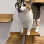 Kot do adopcji, Włocławek, 29 września 2024