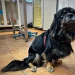 Znaleziono psa, Puławy, 20 listopada 2024