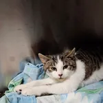 Kot do adopcji, Włocławek, 27 listopada 2024